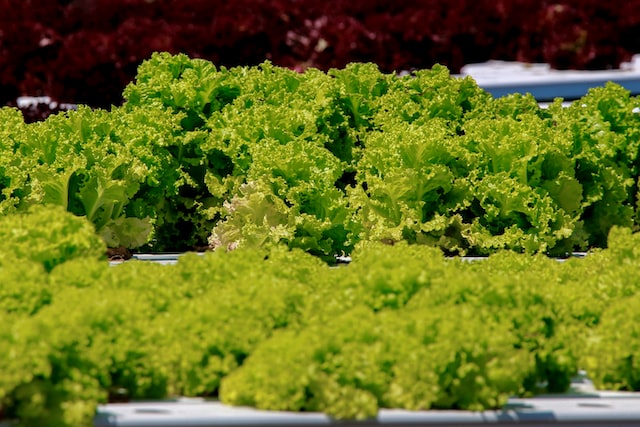 水耕栽培の野菜は危険？安全性と栄養価・健康への影響も調査！