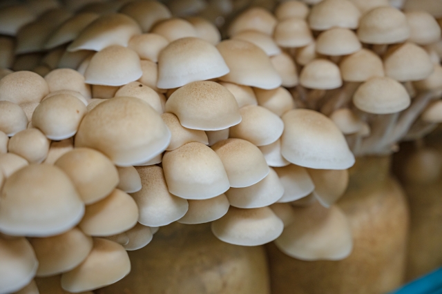 しめじ